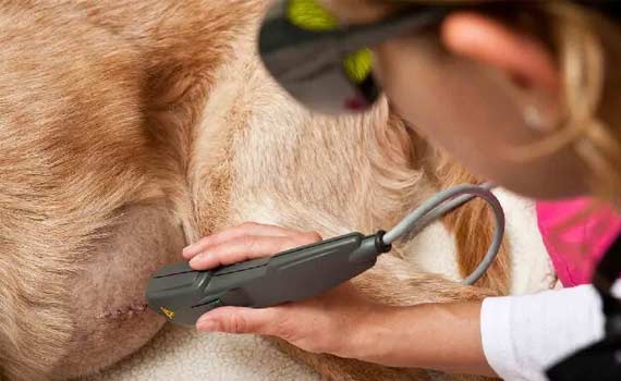 Animal General Veterinarian providing animal laser surgery on dog