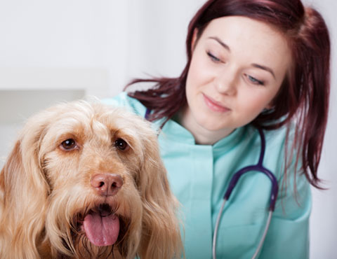 Dog veterinary services in Cranberry Township veterinarian and dog