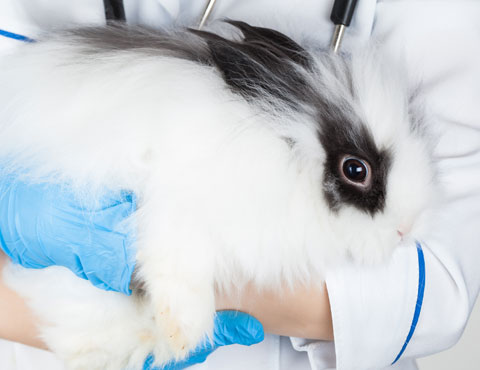 White rabbit being held by veterinarian at Animal General in Cranberry Township 