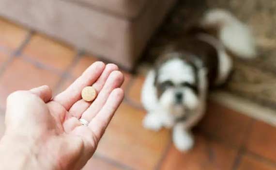 Hand holding pet care preventative medicine tablet for small dog vet care Animal General Cranberry Township