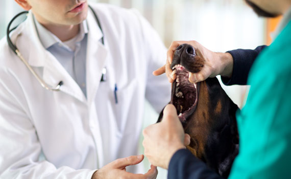 Veterinarian and veterinary technician opening dog mouth to check teeth at Animal General in Cranberry Township