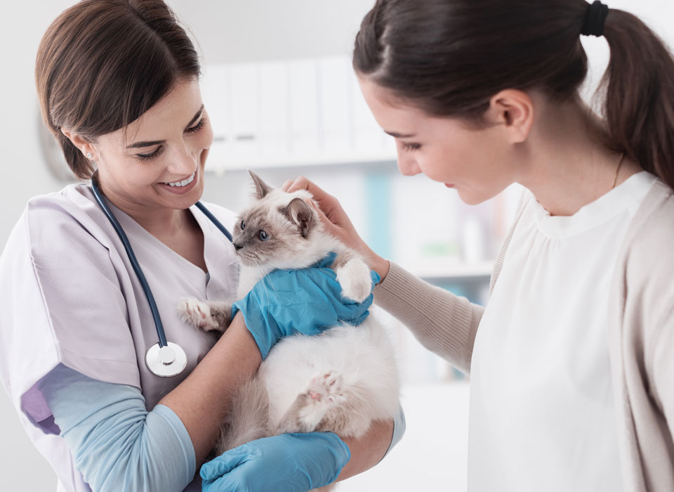 Animal General cat vet services in Cranberry Township veterinary testimonials